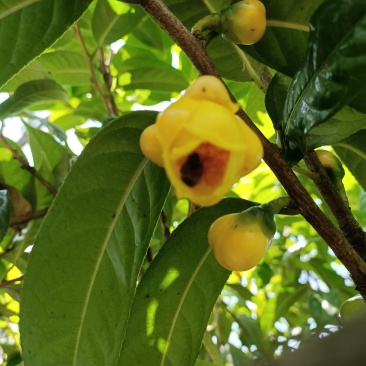 特价国宝金花茶冻干花
