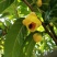 特价国宝金花茶冻干花