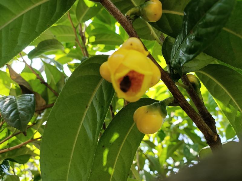 特价国宝金花茶冻干花