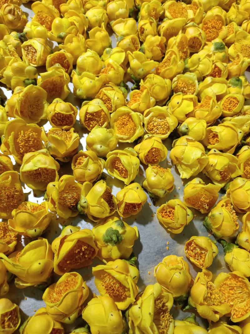 特价国宝金花茶冻干花