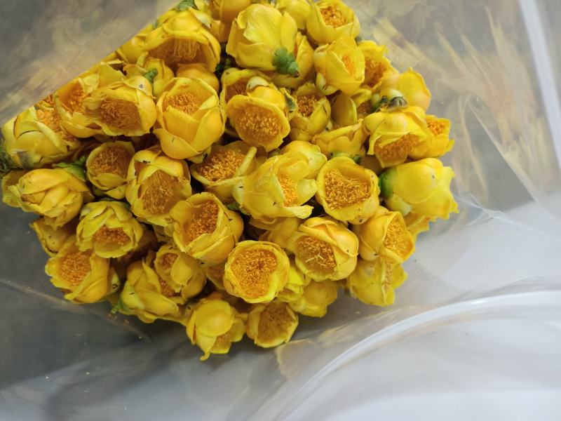特价国宝金花茶冻干花