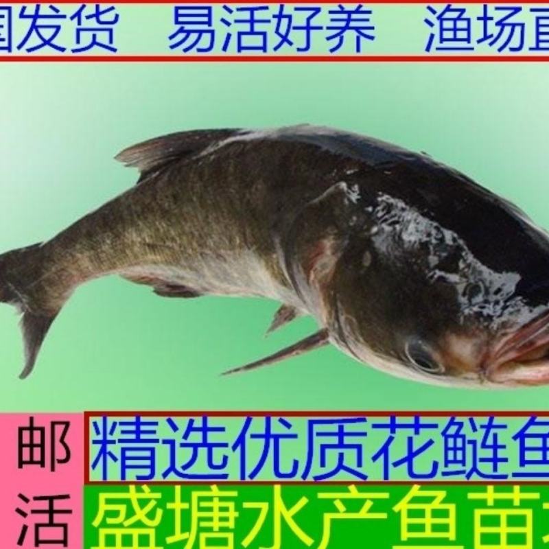大头鳙鱼苗花鲢鱼苗胖头鱼苗大头鱼苗黑鲢鱼苗淡水活体