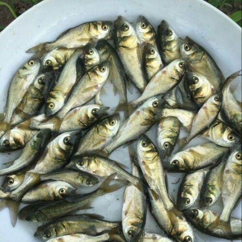 大头鳙鱼苗花鲢鱼苗胖头鱼苗大头鱼苗黑鲢鱼苗淡水活体