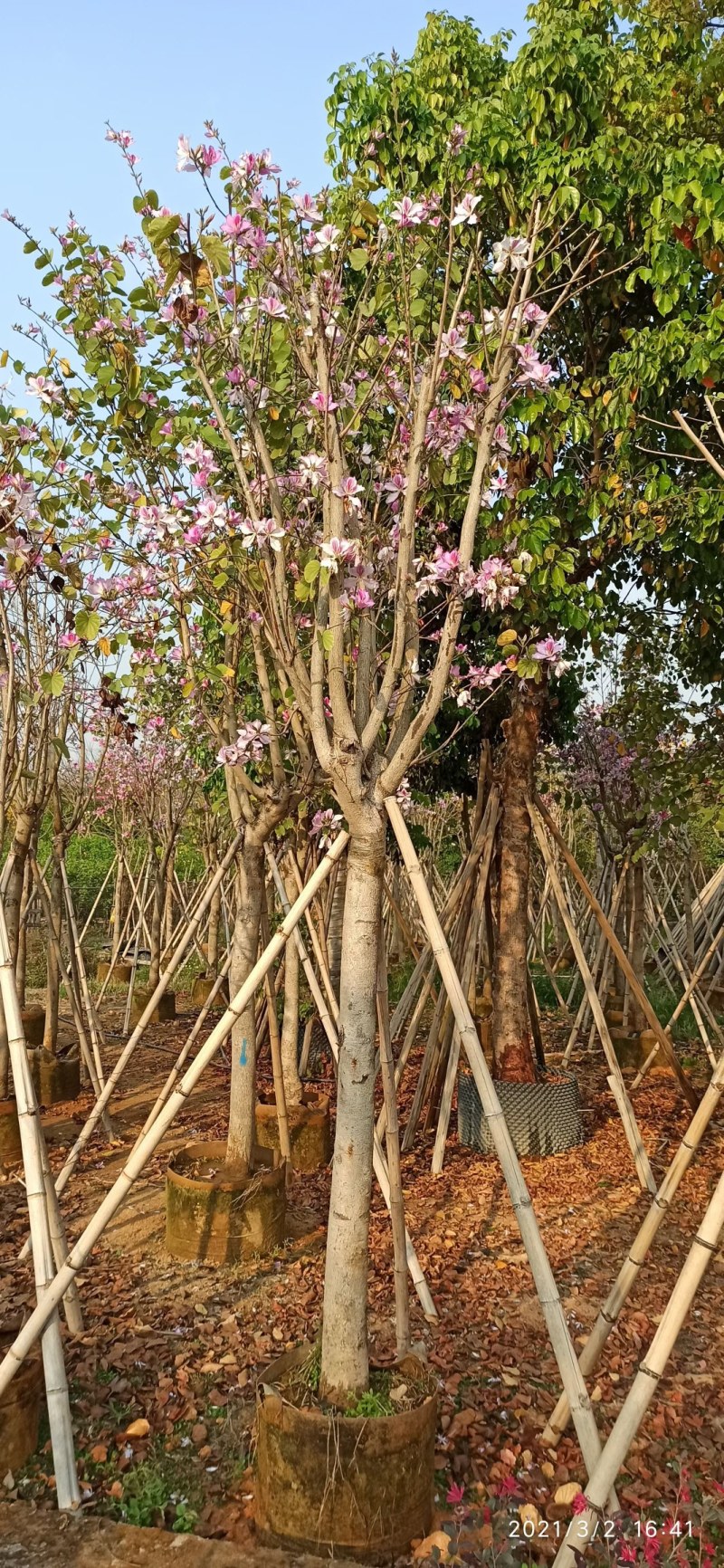 5-20公分宫粉紫荆洋紫荆宫粉羊蹄甲弯叶树