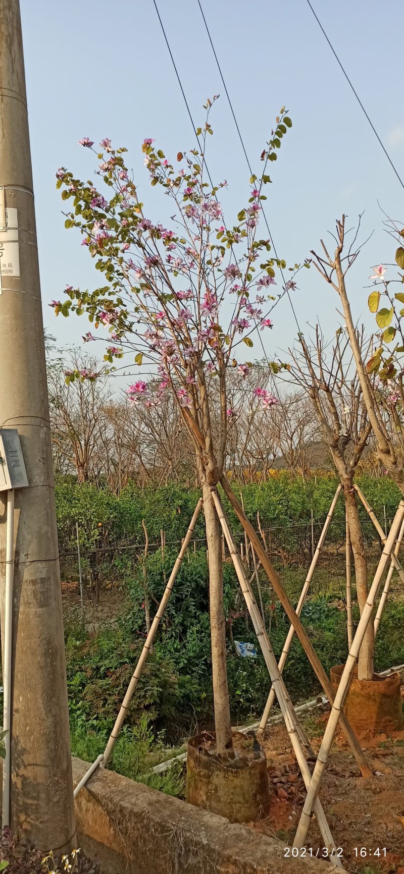 5-20公分宫粉紫荆洋紫荆宫粉羊蹄甲弯叶树