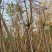 5-20公分宫粉紫荆洋紫荆宫粉羊蹄甲弯叶树
