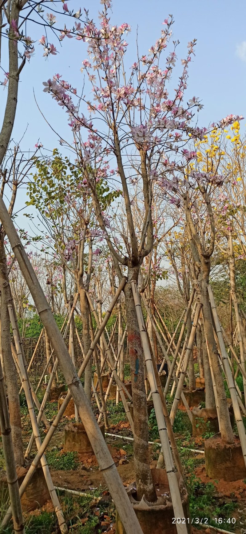 5-20公分宫粉紫荆洋紫荆宫粉羊蹄甲弯叶树