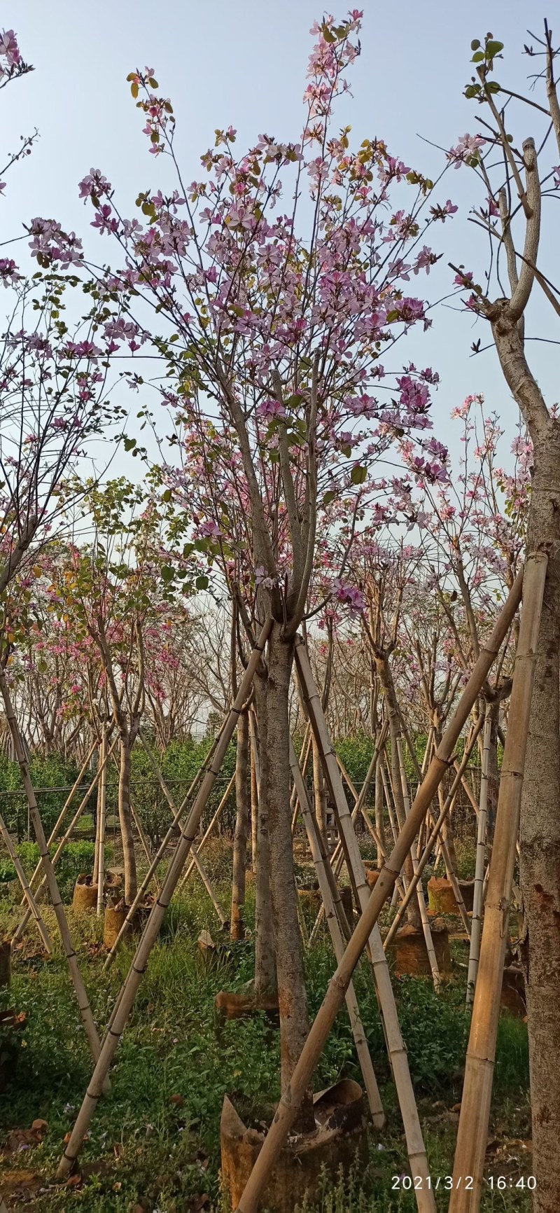 5-20公分宫粉紫荆洋紫荆宫粉羊蹄甲弯叶树