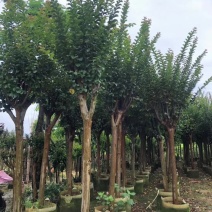 长期供应2-10公分小叶紫薇细叶紫薇