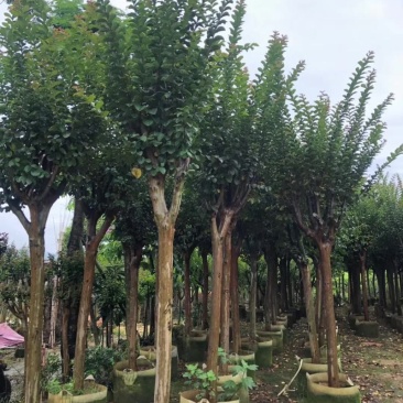 长期供应2-10公分小叶紫薇细叶紫薇