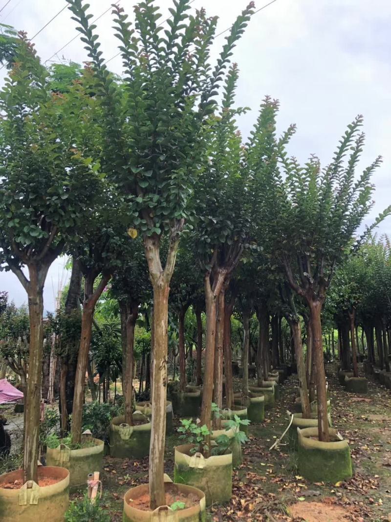 长期供应2-10公分小叶紫薇细叶紫薇