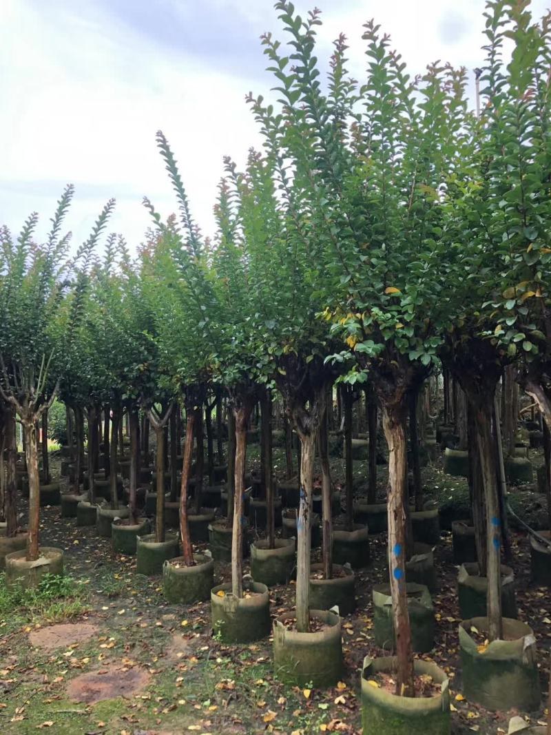 长期供应2-10公分小叶紫薇细叶紫薇