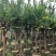 长期供应2-10公分小叶紫薇细叶紫薇