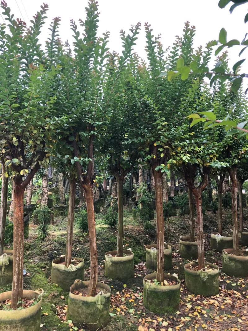 长期供应2-10公分小叶紫薇细叶紫薇