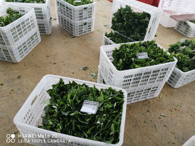 大规模台湾红薯叶