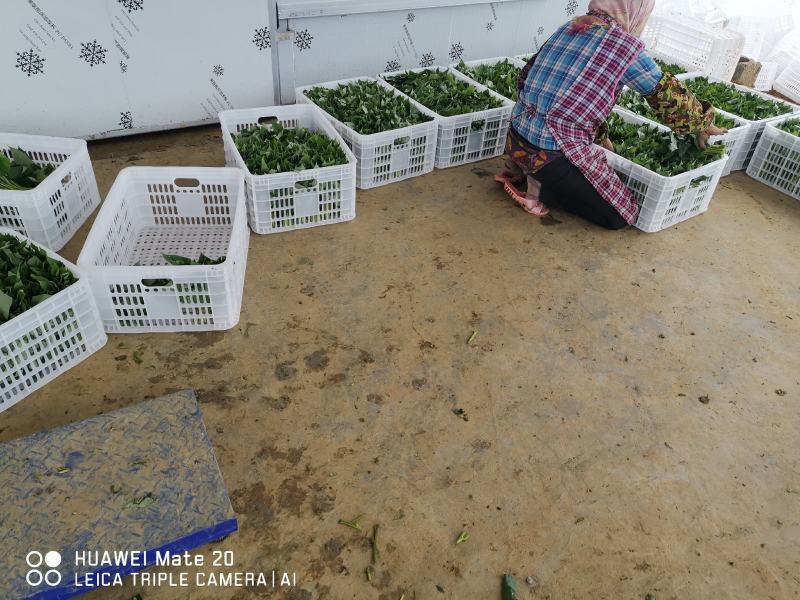 大规模台湾红薯叶
