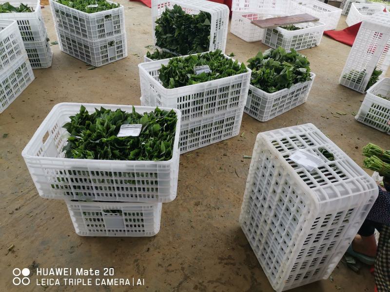 大规模台湾红薯叶