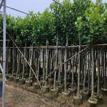 长期供应5-15公分菠萝蜜树