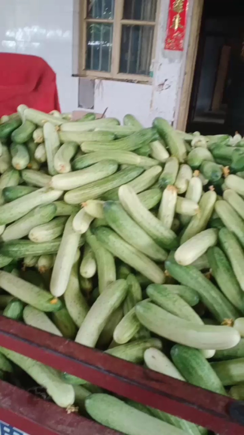 精品白燕土黄瓜无苦味产地直销