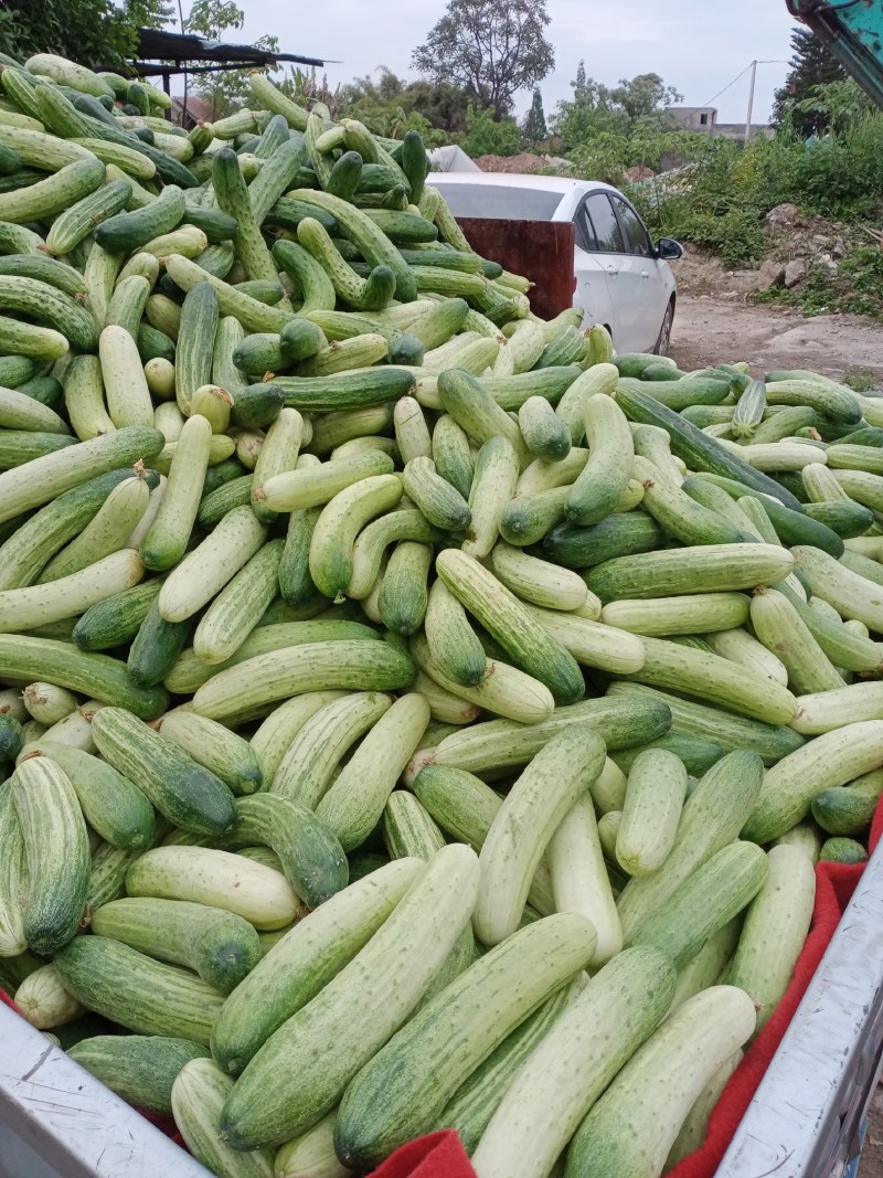 精品白燕土黄瓜无苦味产地直销