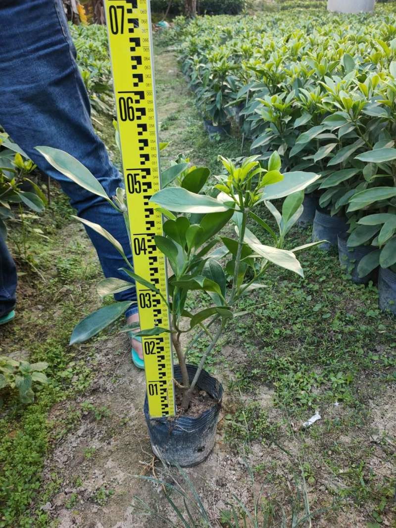 长期出售非洲茉莉灰莉箐黄果