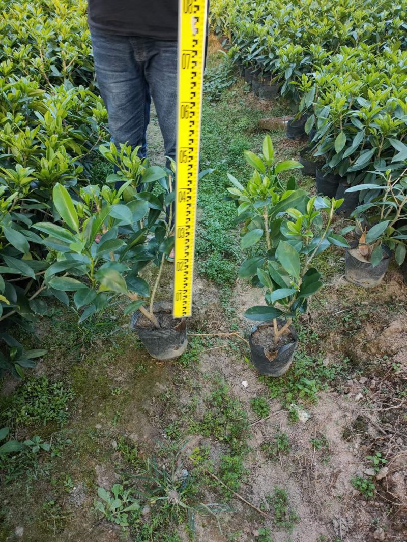 长期出售非洲茉莉灰莉箐黄果