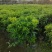 长期出售非洲茉莉灰莉箐黄果