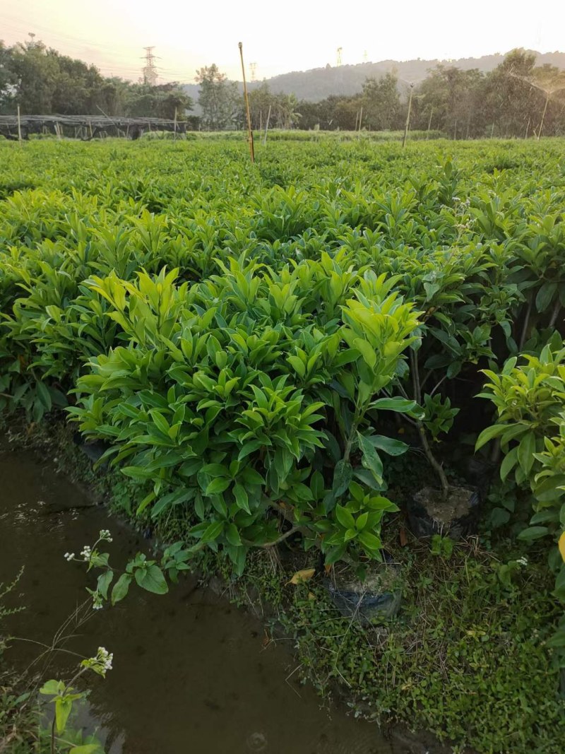 长期出售非洲茉莉灰莉箐黄果