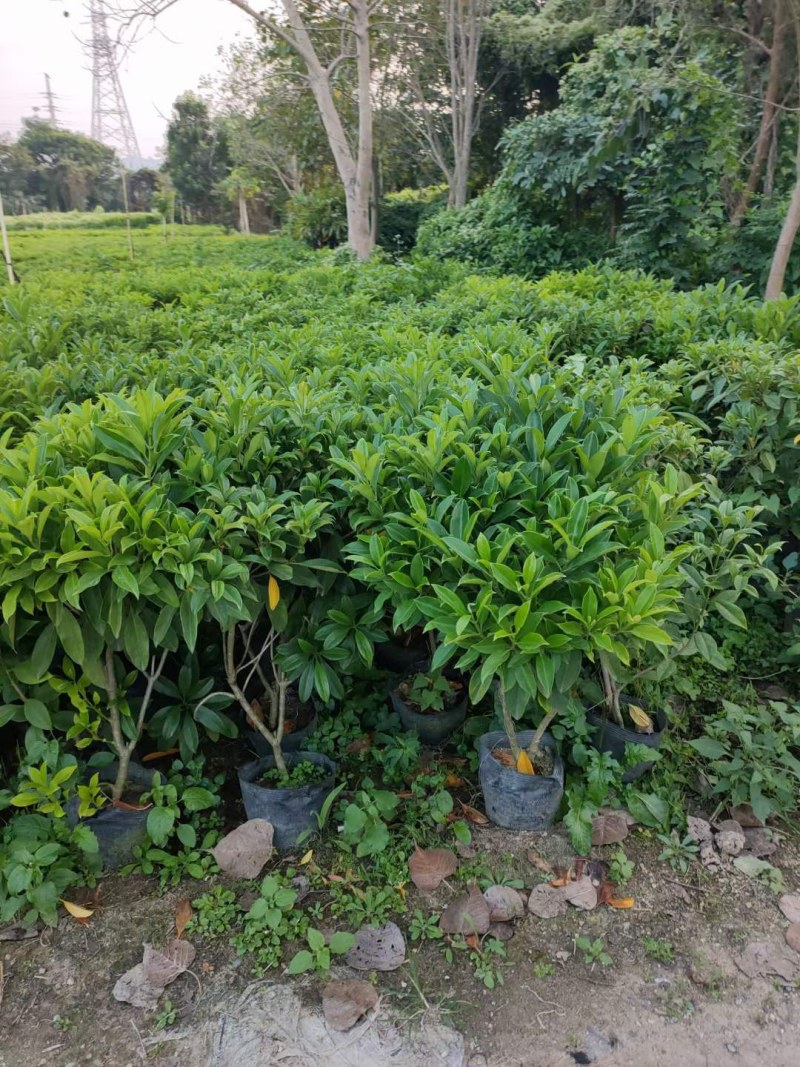 长期出售非洲茉莉灰莉箐黄果