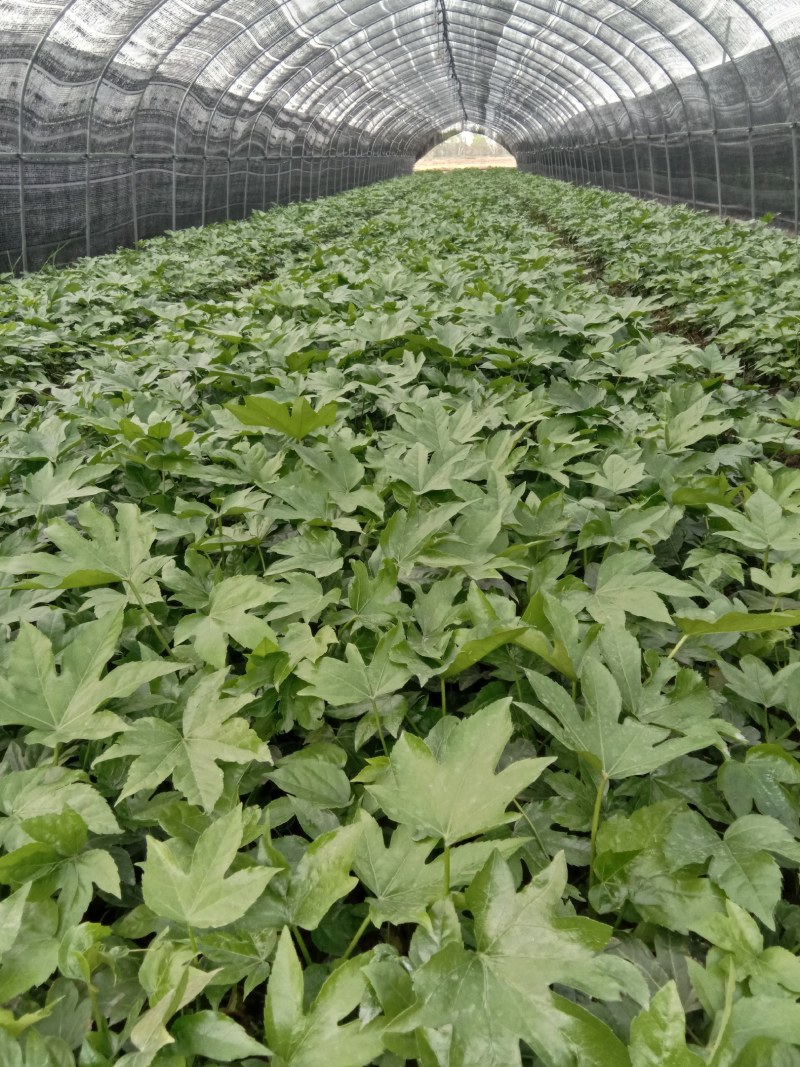 大量出售八角金盘保质保量