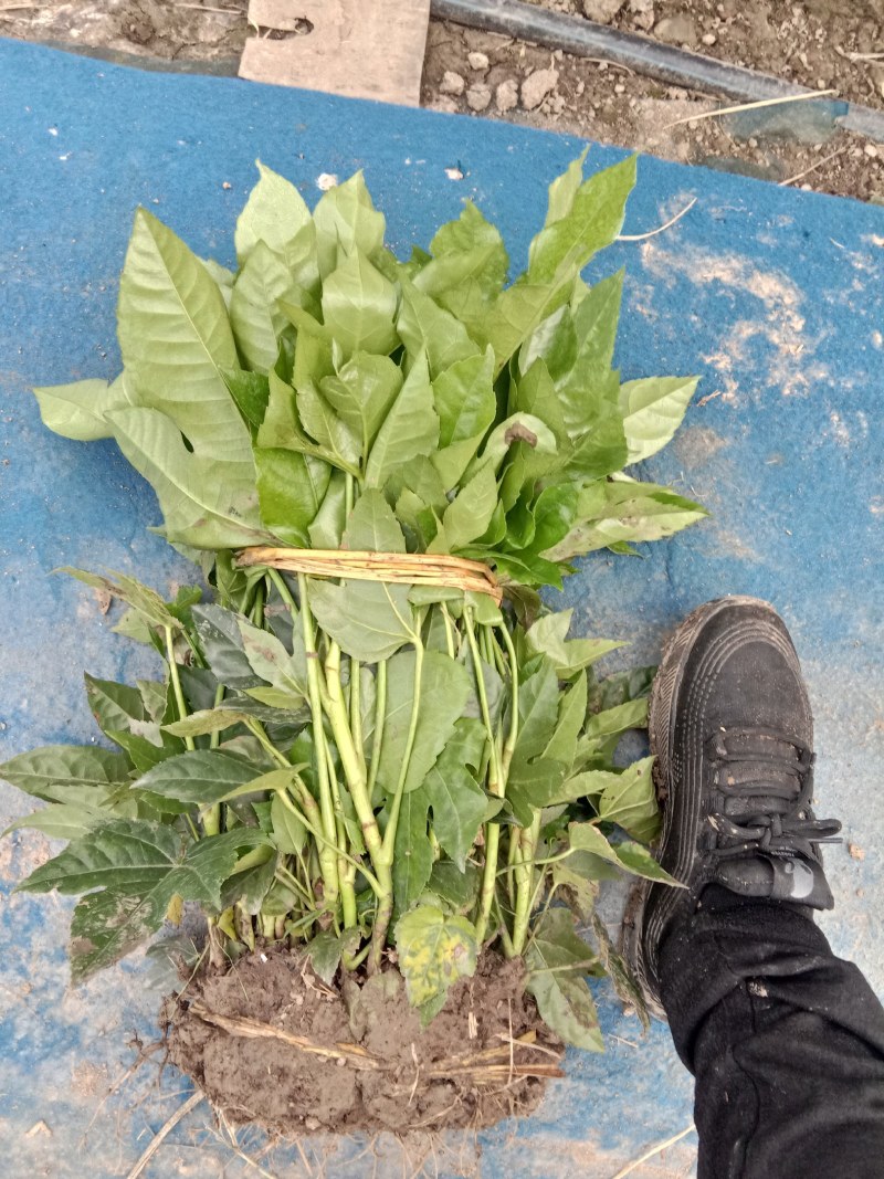 大量出售八角金盘保质保量