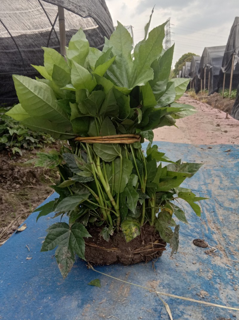 大量出售八角金盘保质保量