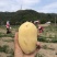 黄心沙地土豆🥔千亩基地大量供应平台一件代发
