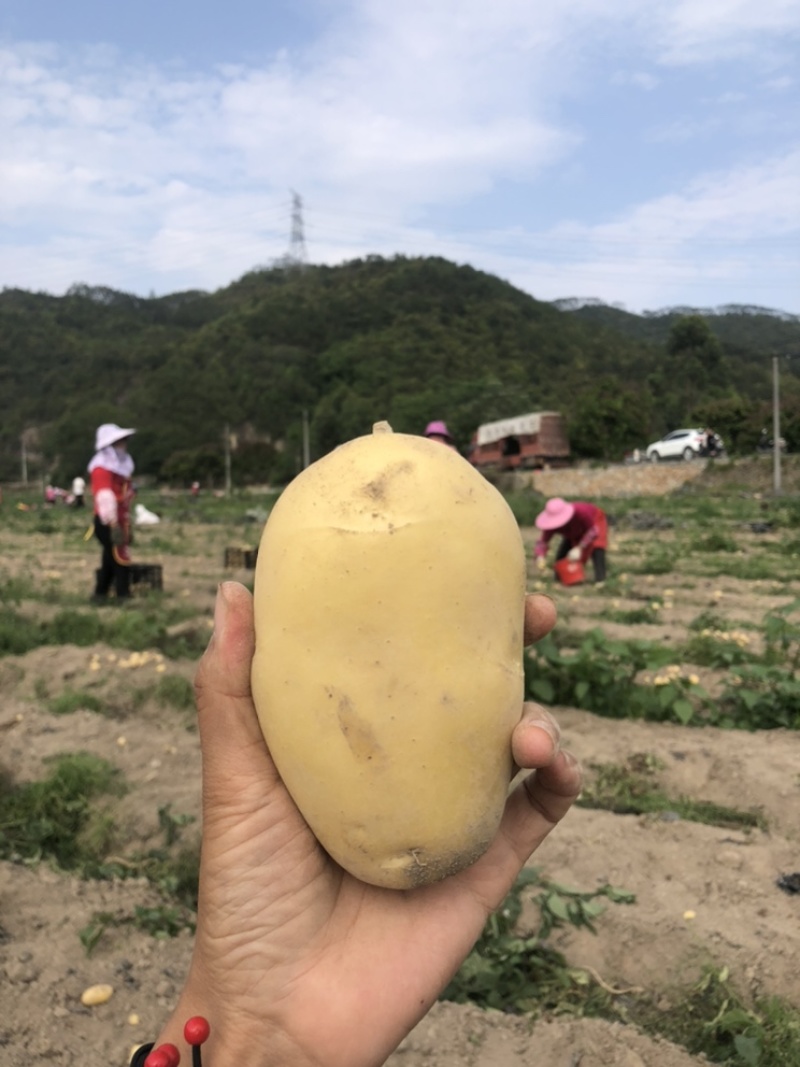 黄心沙地土豆🥔千亩基地大量供应平台一件代发
