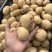 黄心沙地土豆🥔千亩基地大量供应平台一件代发