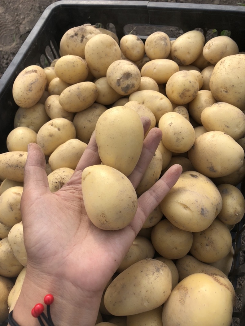 黄心沙地土豆🥔千亩基地大量供应平台一件代发