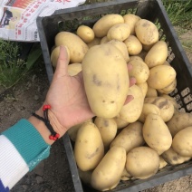 黄心沙地土豆🥔千亩基地大量供应平台一件代发