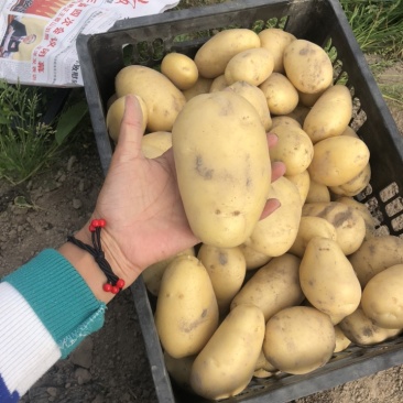 黄心沙地土豆🥔千亩基地大量供应平台一件代发