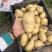 黄心沙地土豆🥔千亩基地大量供应平台一件代发