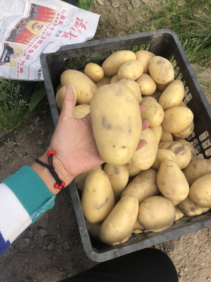 黄心沙地土豆🥔千亩基地大量供应平台一件代发