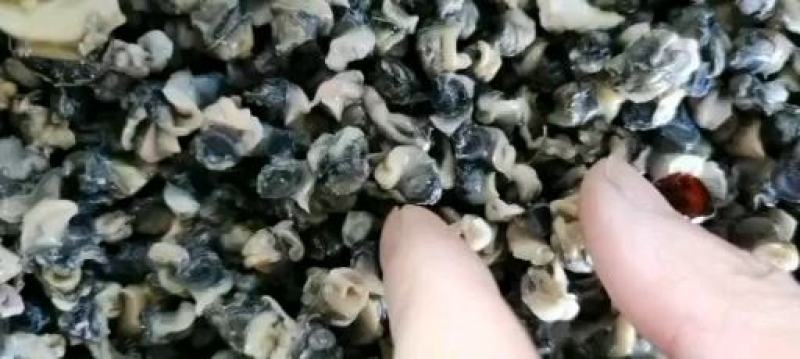 新鲜干净的优质螺丝肉厂家直销量大从优欢迎来电！