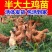 散养纯种土鸡活体脱温苗正宗童子鸡草鸡笨鸡小公鸡活体母鸡仔
