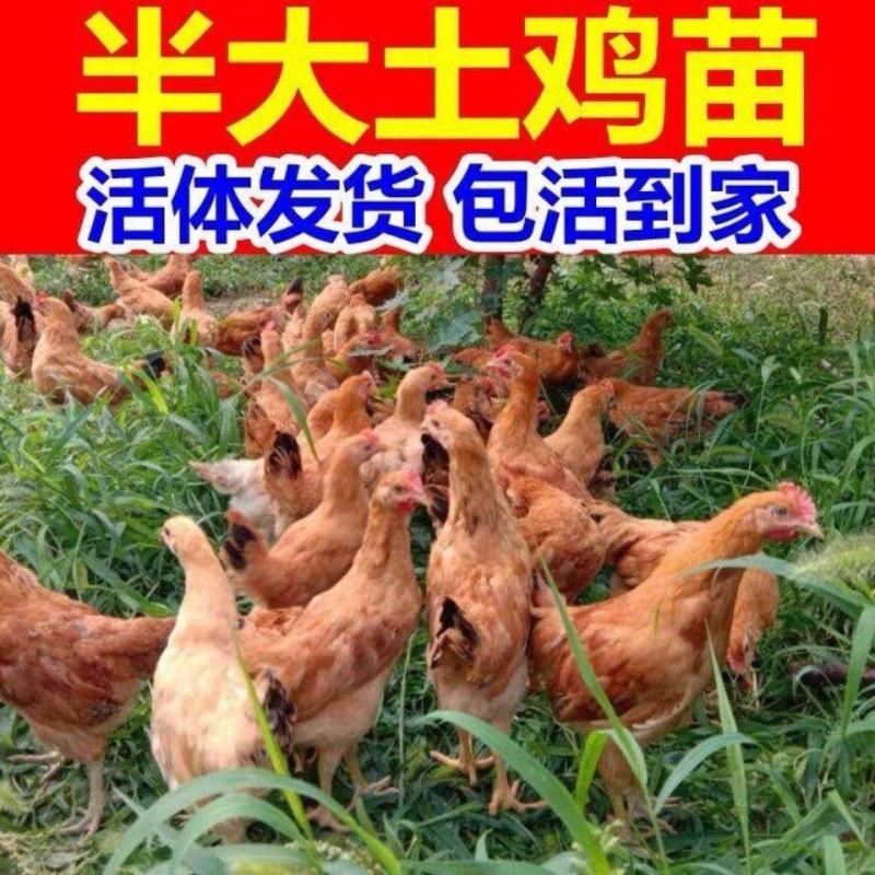 散养纯种土鸡活体脱温苗正宗童子鸡草鸡笨鸡小公鸡活体母鸡仔