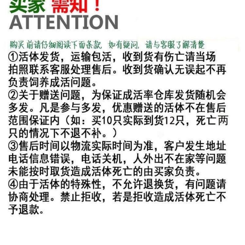 散养纯种土鸡活体脱温苗正宗童子鸡草鸡笨鸡小公鸡活体母鸡仔