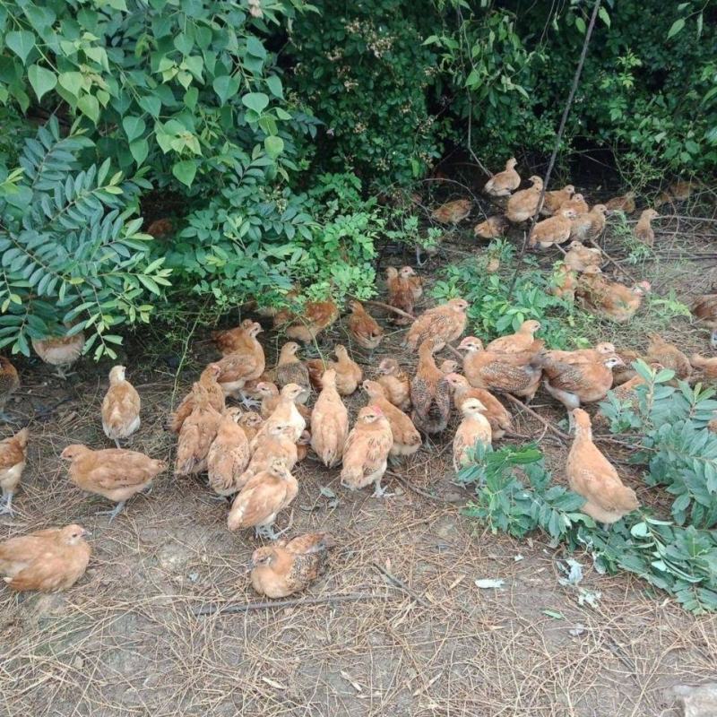散养纯种土鸡活体脱温苗正宗童子鸡草鸡笨鸡小公鸡活体母鸡仔