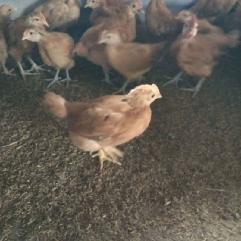 散养纯种土鸡活体脱温苗正宗童子鸡草鸡笨鸡小公鸡活体母鸡仔