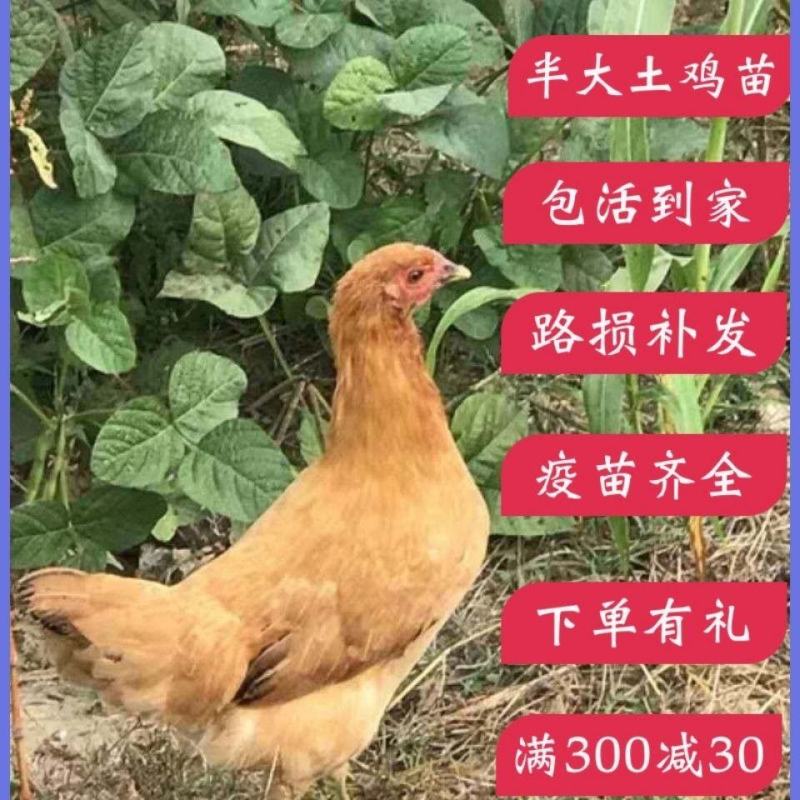 散养纯种土鸡活体脱温苗正宗童子鸡草鸡笨鸡小公鸡活体母鸡仔