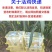 散养纯种土鸡活体脱温苗正宗童子鸡草鸡笨鸡小公鸡活体母鸡仔
