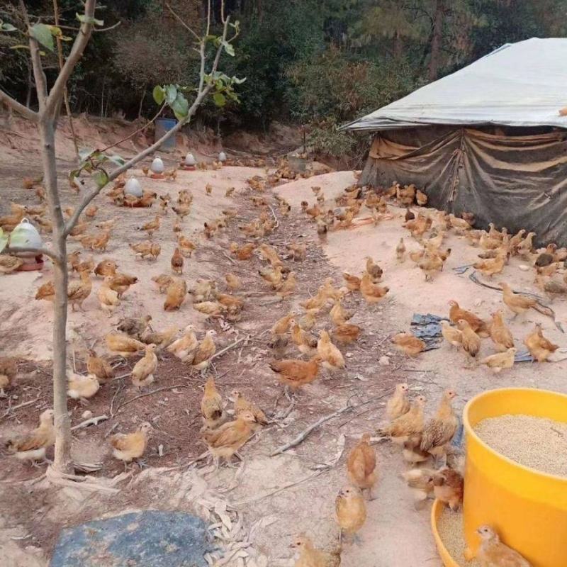 散养纯种土鸡活体脱温苗正宗童子鸡草鸡笨鸡小公鸡活体母鸡仔