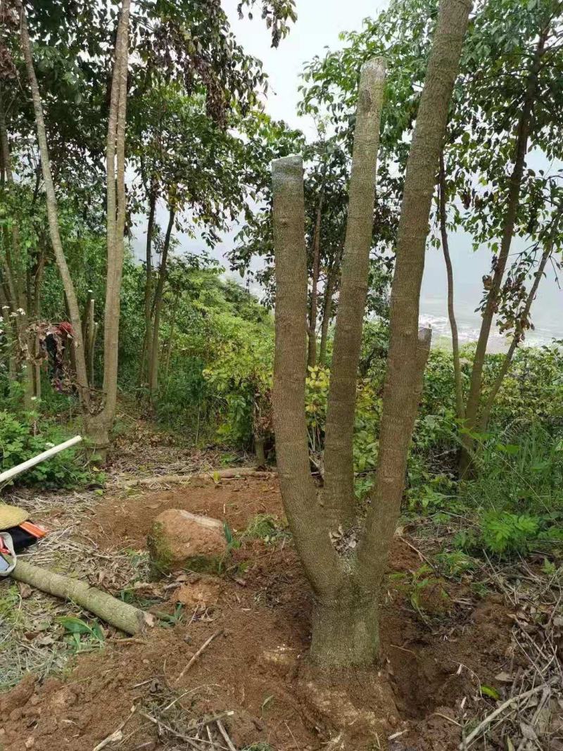 幸福树幌伞枫批量出货千亩百万棵幸福树大量供货可免费提